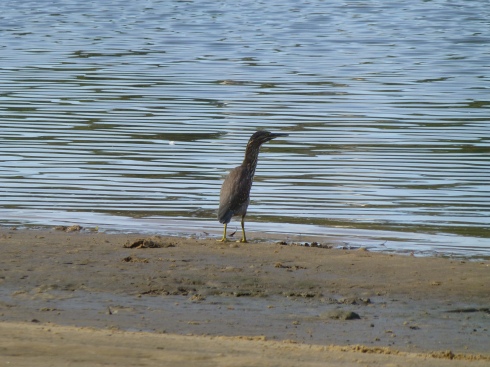 A Striated Heron on the Shore