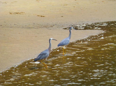 A Pair of White-faced Herons