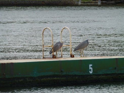 White-faced Herons